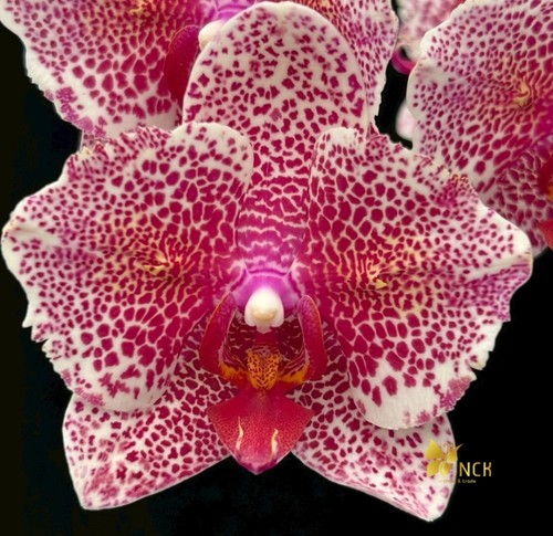 Orchidee phalaenopsis sesam - phalaenopsis,