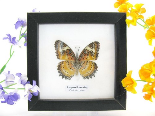 Leopard lacewing echter - -,