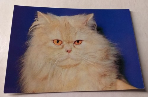 Perserkatze creme persian - perserkatze,