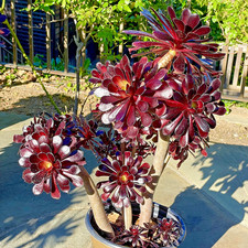 Aeonium Arboreum Black Rose