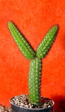 Hildewintera Humkes Kränzchen 13 cm groß Kaktus