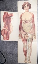 Bau des menschlichen Körpers