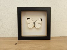 Großer Kohlweißling Echter Schmetterling Im Bilderrahmen Entomologie Deko