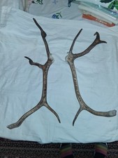 Hirschgeweih Abwurfstangen