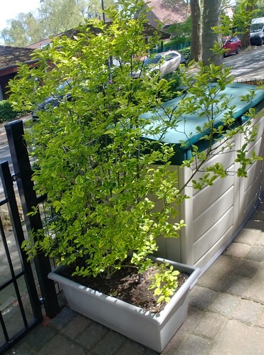 Sichtschutz hecke - sichtschutz,