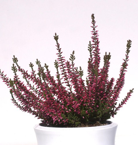 10x knospenheide gardengirls - 10x,