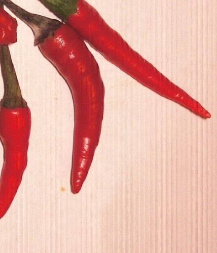 Zipfel chilli pflanze - für, die