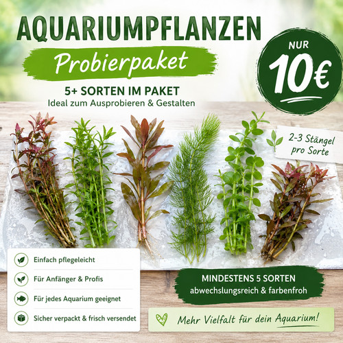 Aquarium pflanzen - 🌿aquarium,