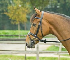 BusseTrense Allround Shetty,Vollblut Warmblut ,Kaltblut,verschiedene Stirnriemen