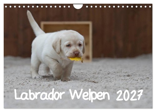 Labrador welpen wandkalender - labrador,
