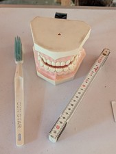 Zahnmodell, Zahngebiss