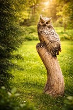 Holz eule geschenk - holz,