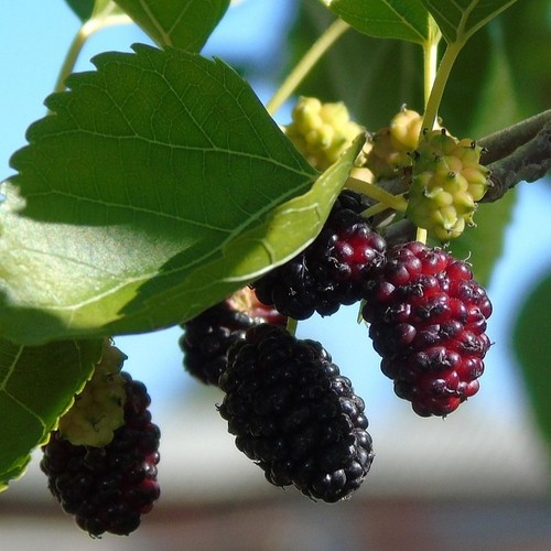 Zwergmaulbeere mojo berry - zwergmaulbeere, berry®