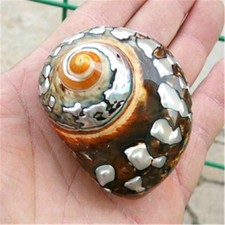 Natürlicher Afrikanischer Turban Shell Muschel Koralle See Schnecke Haus Deko