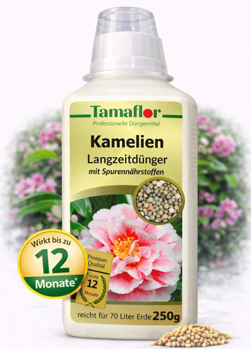 Dünger kamelien pflanzen - kamelien,