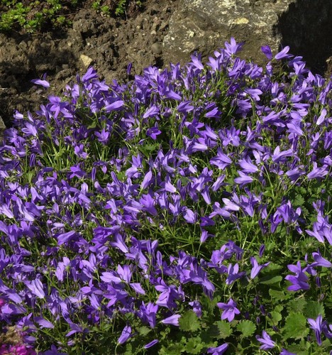 Glockenblume templiner teppich - glockenblume,