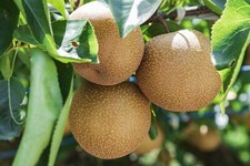 1 Nashi - Birne Obstbaum kräftig gewachsen 120-150cm Birnenbaum Kosui