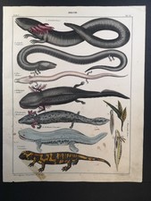 Altkolorierte Lithographie v