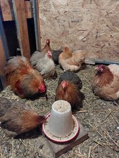 Bruteier Zwerghühner Cochin