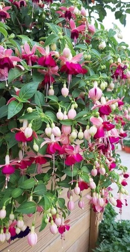 80002344 fuchsia campanella - 80002344,