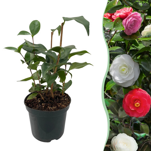Camelia japonica tricolour - camelia,