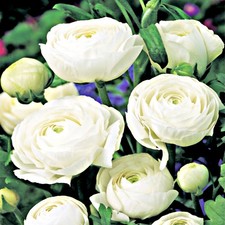  Zwiebel Blumenzwiebel Topfblume Gartenblume Ranunculus Ranunkel weiß 5 St.