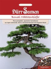 Bonsai-Samen Mädchen-Kiefer