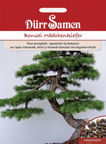 Bonsai samen mädchen kiefer - bonsai-samen, mädchen-kiefer