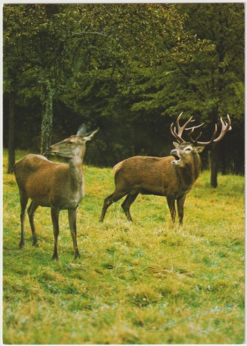 Postkarte rotwild 5 - ❤, postkarte_rotwild_10,5