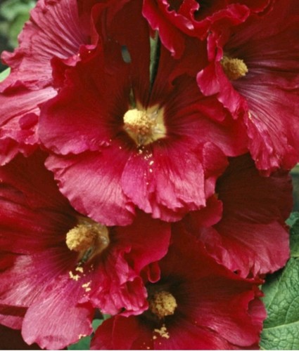 Stockrosen malve samen - malve, rot