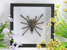 Riesige echte präparierte