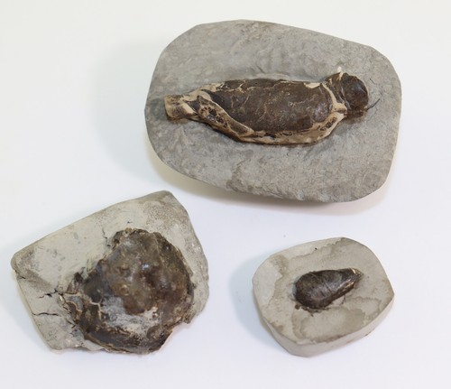 Krebs sammlung kreide - krebs-sammlung,, alb