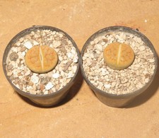 1x Lithops hookeri var lutea