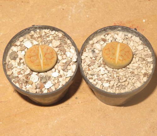 Lithops hookeri var lutea - 1x,