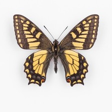 Papilio E. Everesti ♂ Tibet