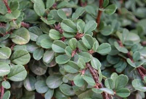 Cotoneaster proc queen - 12,