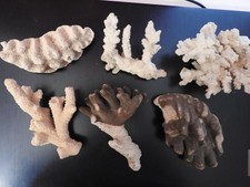 Korallen, weiss, verschiedene