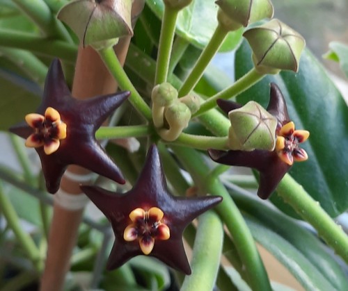 Hoya madulidii black - madulidii, vs.