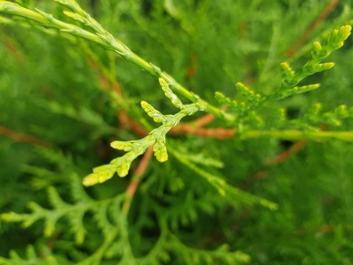 Lebensbaum thuja brabant 100 - lebensbaum,