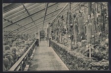AK Dahlem /Steglitz, Königl. Botanischer Garten, Gewächshäuser: Kakteenhaus 