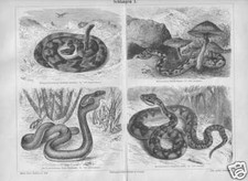 SCHLANGEN Ringelnatter Kreuzotter Boa Kobra HOLZSTICHE 1889