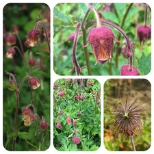 Bach-Nelkenwurz Geum rivale