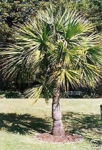Sabal minor tolle - minor..tolle, gartenpalme