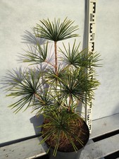 Sciadopitys verticillata Feuerwerk 80-100cm veredelt Japanische Schirmtanne Baum