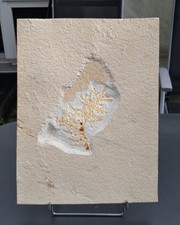 Solnhofen, Palaeocyparis