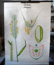 Rollkarte Gräser Roggen Getreide Landwirtschaft Biologie Unterricht Heimatkunde