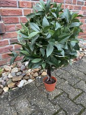 Kunstpflanze XL Groß im Topf