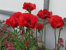 Riesenmohn 100 SAMEN Papaver