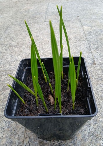 Palme echte phoenix - palme,