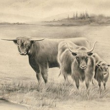 Wasserbüffel Tierdarstellung